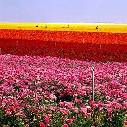 《地平线：西之绝境》PS4版性价比完胜PS5版